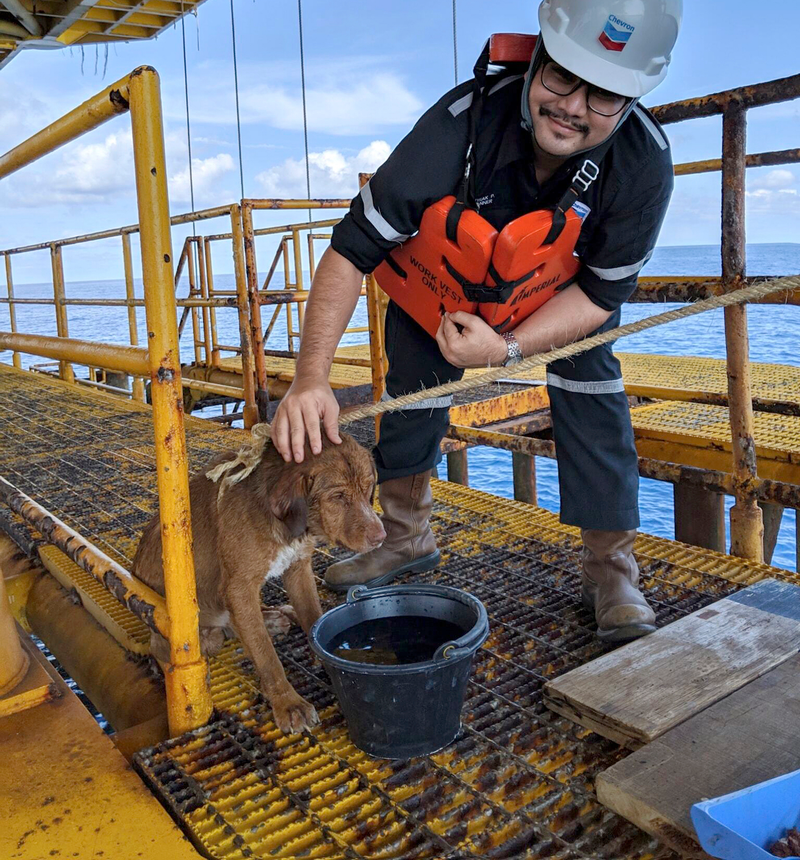 Illustration for article titled Una de estas dos teorías explicaría qué demonios hacía un perro nadando a 220 kilómetros de la costa de Tailandia